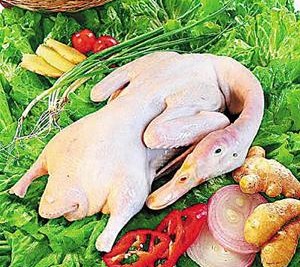 青岛特色农产品 家禽畜牧类农产品的独特魅力