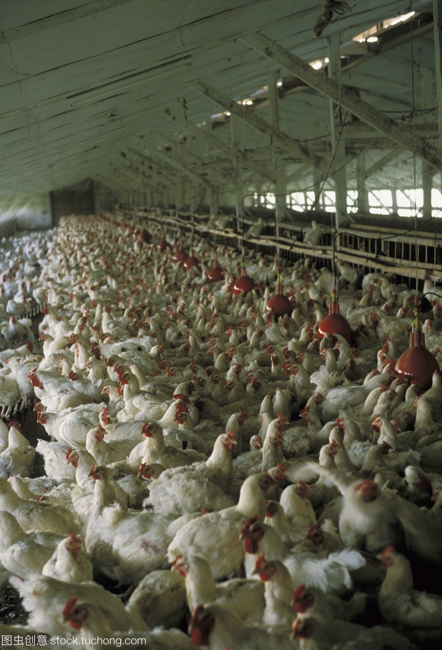 1985年 家禽工业化推动农产品产量的飞跃