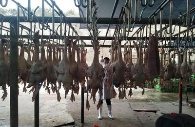 我区建成3个家禽集中屠宰场所，产品辐射多区市场