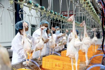 重庆市合川区家禽集中定点屠宰场正式投用，年屠宰量达1000万只