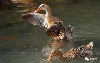 禽业扶贫 贵州三年攻坚，80万贫困人口展翅脱贫