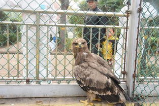 草原雕猎捕家禽意外被困，林业部门紧急救援保生态