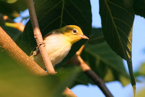 笼养鸟的四季管理 从家禽护理视角看科学养护之道