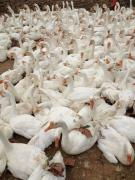 江苏家禽产业全景 价格、图片、批发与厂家指南