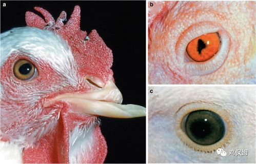 影响家禽眼睛的病毒性疾病及其防控措施