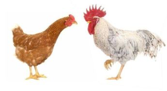 科学依据 饲粮纤维对家禽的营养调控研究进展