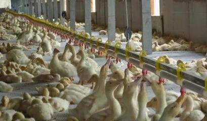 科学养殖，稳健增收——全方位降低肉鸭养殖风险策略