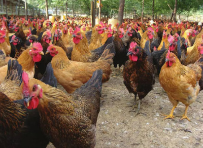 搞养殖做什么最赚钱？揭秘高收益特色养殖项目