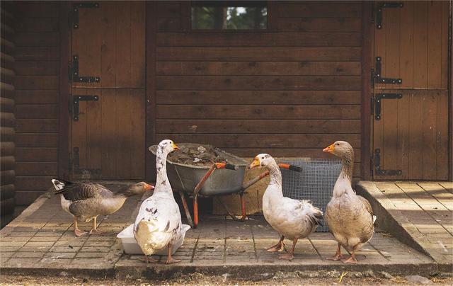 大鹅驯化史 战斗力与实用性的千年博弈