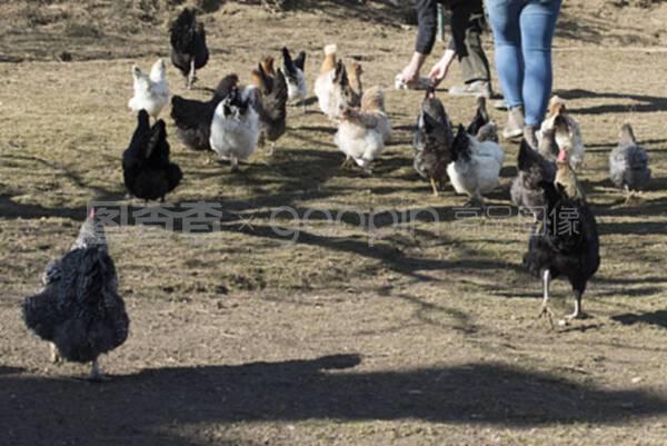 笼中鸡与放养鸡 农产品选择的成本与价值考量