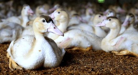 番鸭产业引领地城镇三产融合，擘画乡村振兴新蓝图