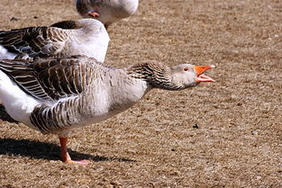 家禽大灰鹅专辑 海啸58与农产品的关联探索