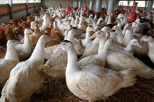 智慧养殖解锁畜禽疫病预警，实现托管式养殖自由