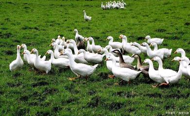 农村万元小本创业 家禽养殖年入五六万的秘诀