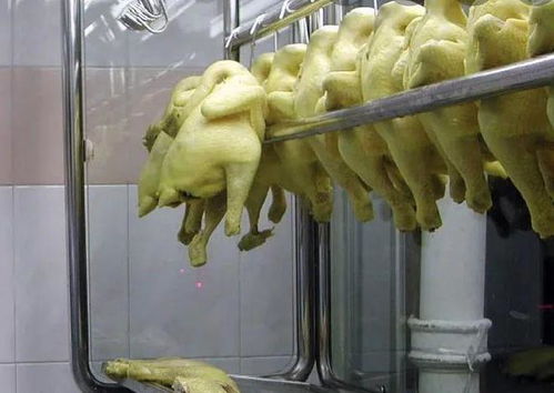 新加坡家禽供应反转 鸡肉回归餐桌的背后